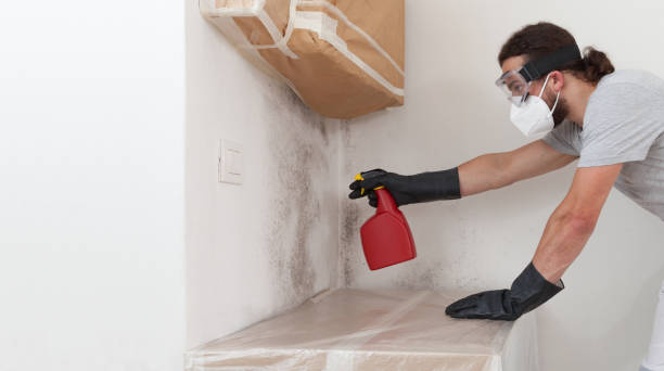 Professional Basement Mold Remediation technician working in Salix, PA
